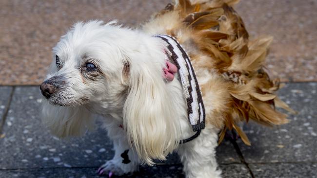 Pookie was bestowed the title of princess by a Maori chief. Picture: Jerad Williams