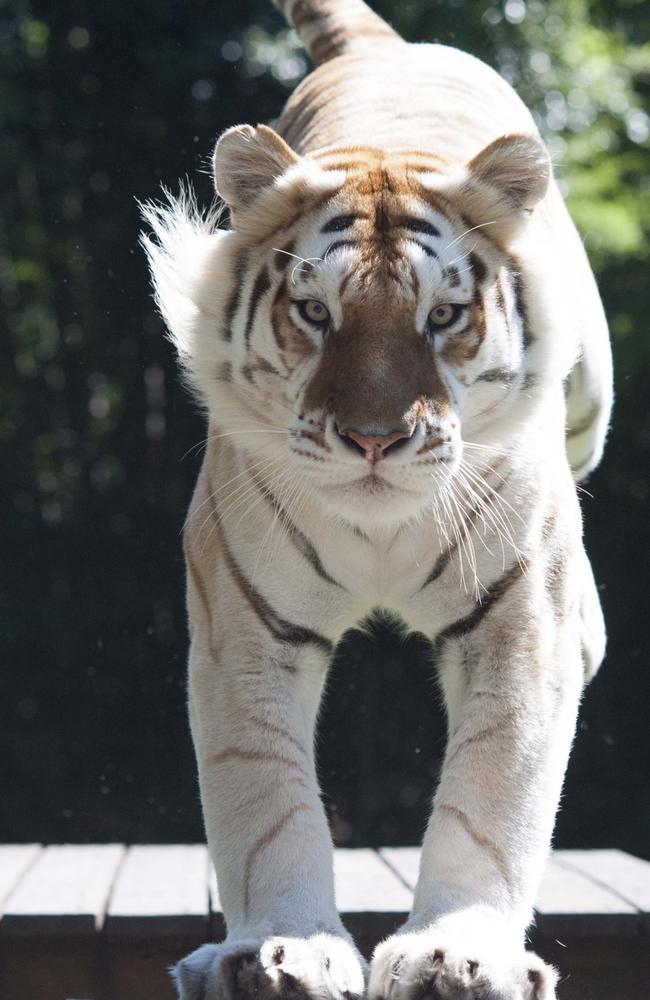 Rama was a strong-willed tiger according to handler Al Mucci. Picture: Dreamworld