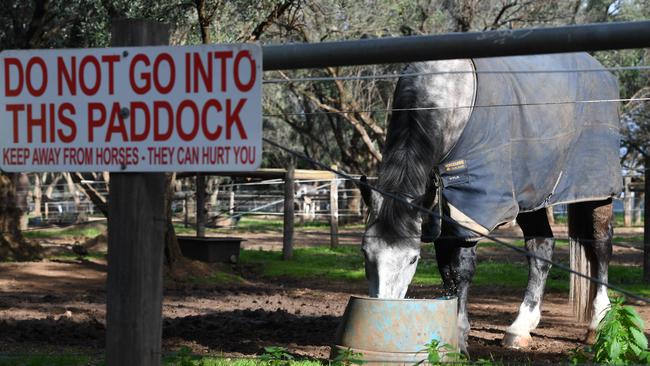 Police horses in their paddocks behind the Old Adelaide Goal. Picture: Tricia Watkinson