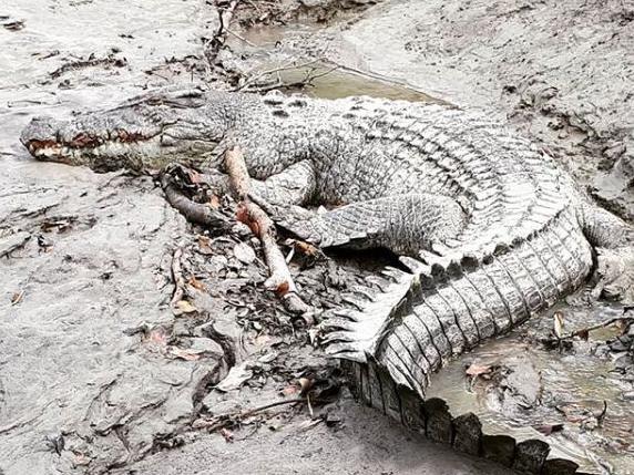 A crocodile named Lenny on the banks of the Proserpine River. Photo: Instagram/mark.normancrocguide