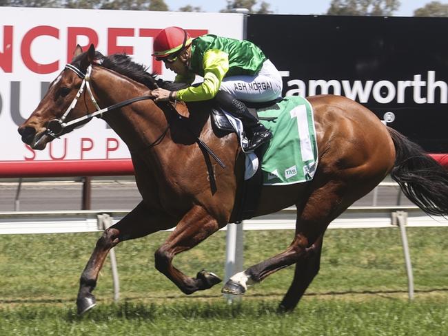 Starry Kack can make it back-to-back wins when he steps out on his home track. Picture: Bradley Photos