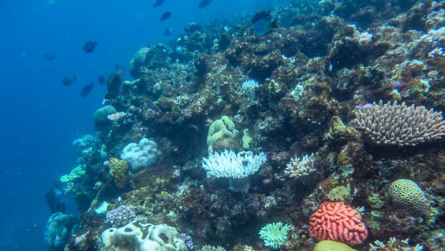 The northern and central Great Barrier Reef have recorded their highest amount of coral cover since the Australian Institute of Marine Science (AIMS) began monitoring 36 years ago.