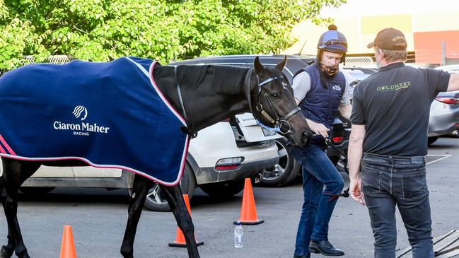 Gold Trip leaving Werribee racecourse following his scratching from the Cox Plate. Picture: Racing Photos via Getty Images