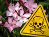 Vic’s most poisonous plants lurking in plain sight