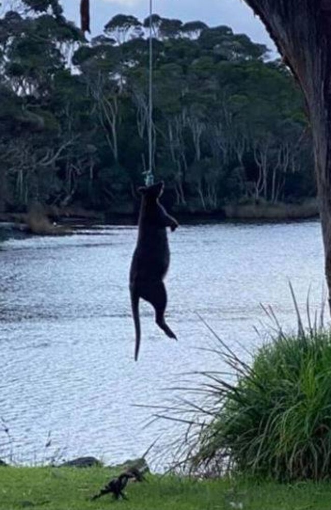 Dead wallaby found suspended from tree in Tasmania | The Courier Mail