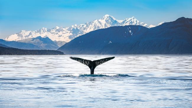 A humpback whale surfaces from the icy depths.