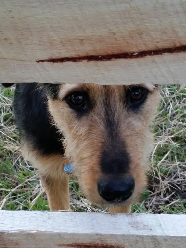 Odin the 10 month-old Huntaway/Woldfhound Cross from Greenhill. Picture: Joolee Hughes