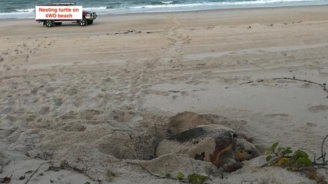 A turtle nesting on a beach at Bribie Island. Picture: Diane Oxenford