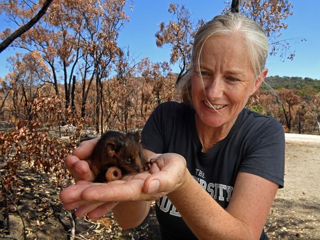 18/02/21 - University of Adelaide wildlife ecologist Dr Jasmin Packer , who is also from the Friends of Scott Creek Conservation Park, with a baby ring-tailed possum orphaned after the Cherry Gardens Fire.Picture: Tom Huntley