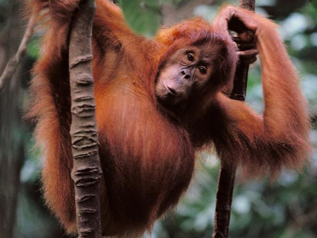 NEW YEAR TRAVEL RESOLUTIONS .. Orangutan (Pongo pygmaeus). Sumatra. Indonesia