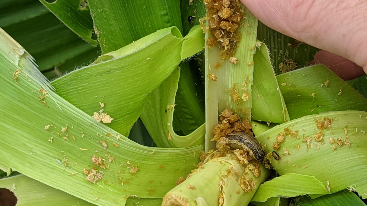 Approval to import a pesticide into Australia, has been granted to prevent crop damage caused by the fall armyworm. Picture: NT Department of Primary Industry and Resources.