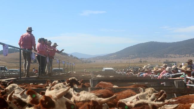 Benambra mountain calf sale, Benambra,   Picture Yuri Kouzmin