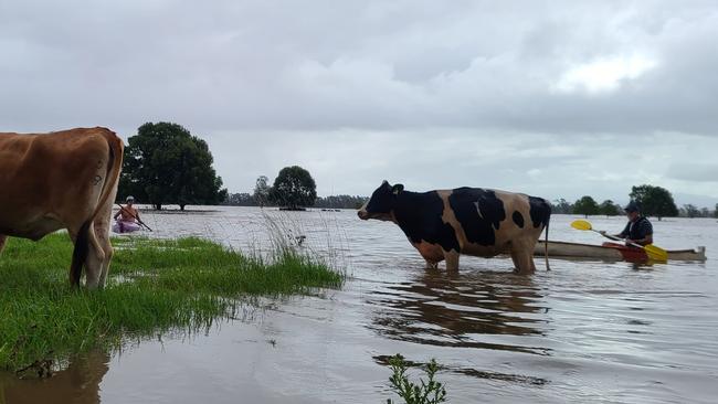 Kayakers rescue cattle in the Manning region,