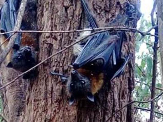 Dead flying foxes in heat wave. Souce: Facebook/Help Save the Wildlife and Bushlands in Campbelltown