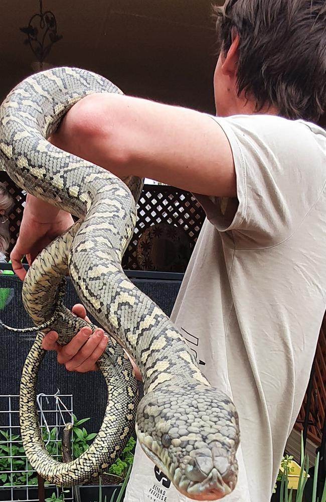 Karalee python from September. Picture: Andrew's SNAKE Removal/FB