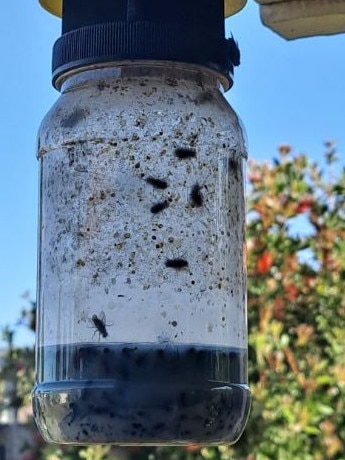 It contains a non toxic bait that lures flies in. Picture: Facebook/Bunnings Mums.