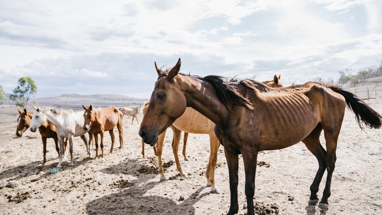 Oberle was fined $20,000 for breaching his duty of care to his horses.