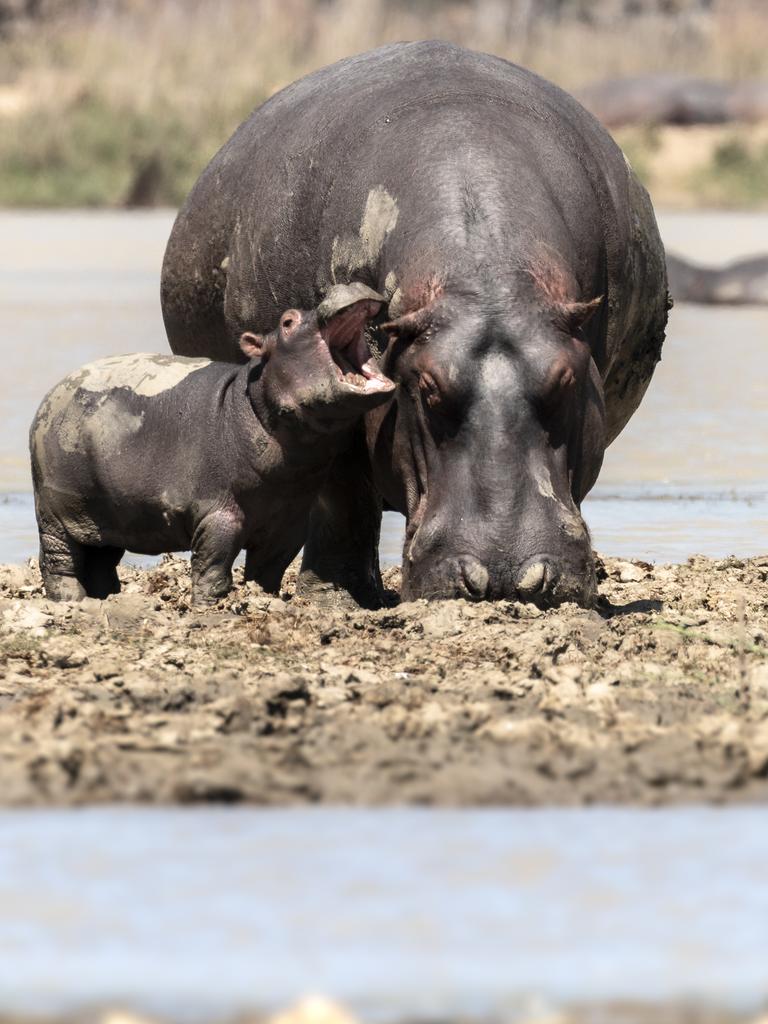 “Cranky Hippo: The baby hippo wanted his mother's attention, but it seems he wasn't getting any.” Vwaza Game Reserve, Malawi. Picture: The Comedy Wildlife Photography Awards 2021/Rohin Bakshi