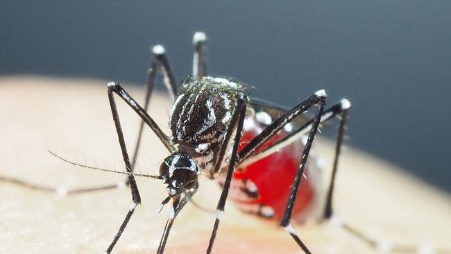 An Aedes aegypti mosquito. AFP PHOTO / Courtesy of Shinji KASAI