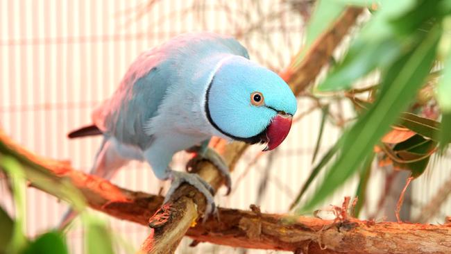 The found pet parrot is being kept in a cage in the zoo’s Taronga Wildlife Hospital. Picture: Adam Ward