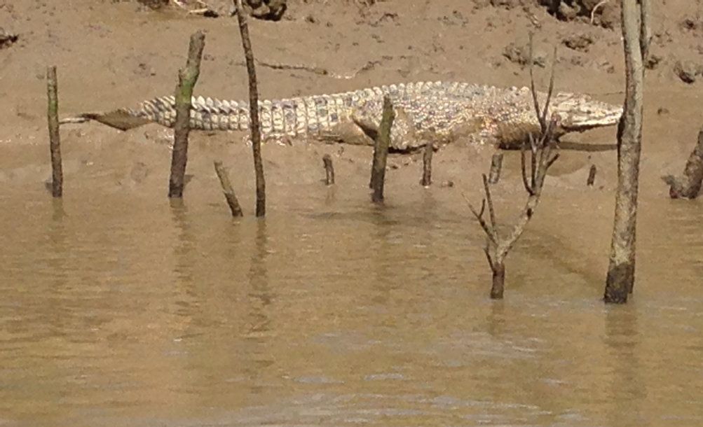 A crocodile near the Mary River. A crocodile has been spotted in the Great Sandy Strait. Picture: Colin Brereton