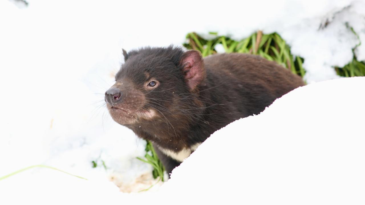 The first snow of the year has arrived and settled in at conservation organisation Aussie Ark at Barrington Tops.