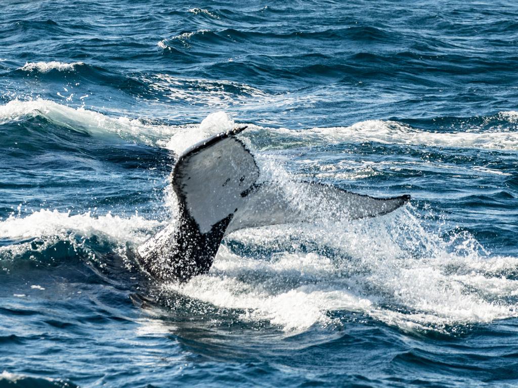 Humpbacks in Moreton Bay. Picture: Peter Turnbull