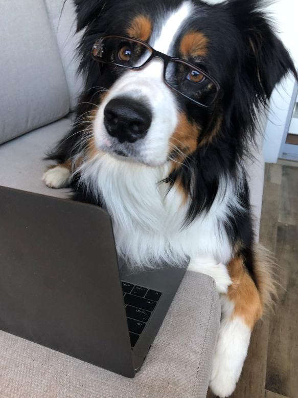 Sarge is totally judging his owner’s active wear as work wear when he’s not sleeping at her feet. Picture: Jo Schulz