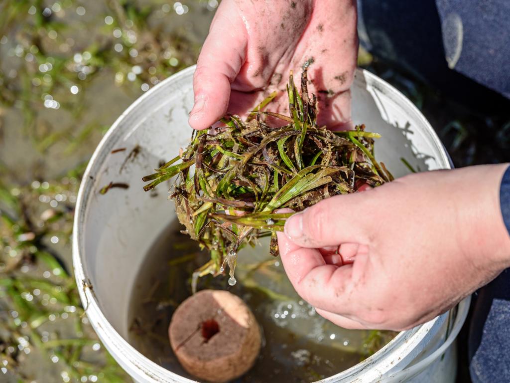 A new expanded seagrass nursery has been unveiled in Airlie Beach which will support the enhancement of degraded seagrass meadows, helping to build their resilience against the increasing impacts of climate change.