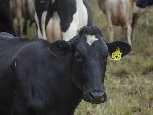 International dairy prices rose overnight. Picture: Zoe Phillips