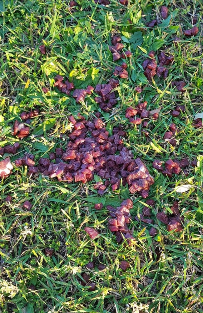 This chopped up meat was found by a dog walker at Valantine Park last week.