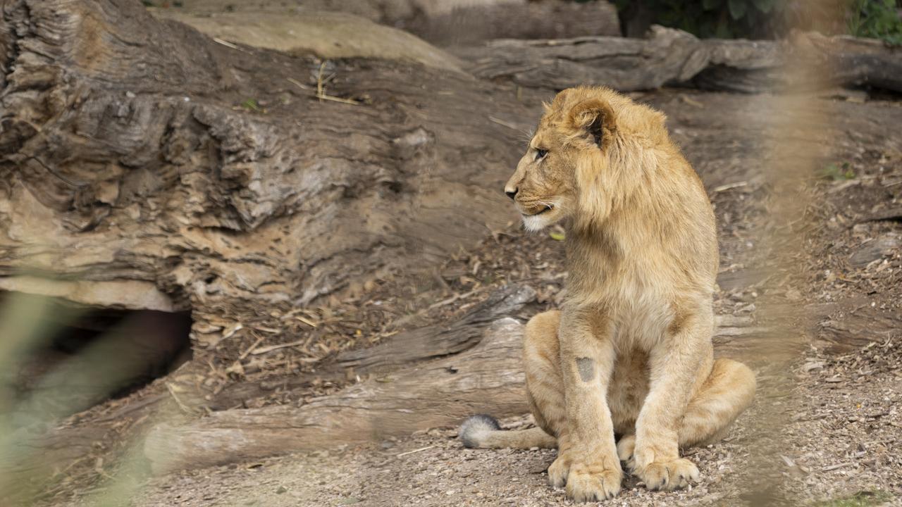 A lion’s mane has many important functions and the beginnings of Jango and Mwezi’s manes marks a significant milestone at Werribee Open Range Zoo. Picture: Jo Howell