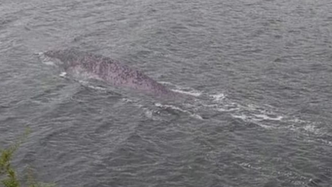 Steve Challice's photo at Loch Ness. He said he was about 9m from this creature. Picture: Steve Challice/Facebook