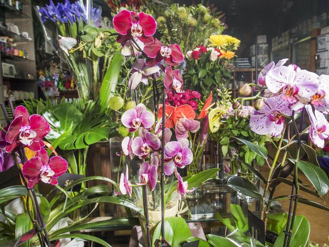 A selection of stunning orchids. Picture: Rob Leeson