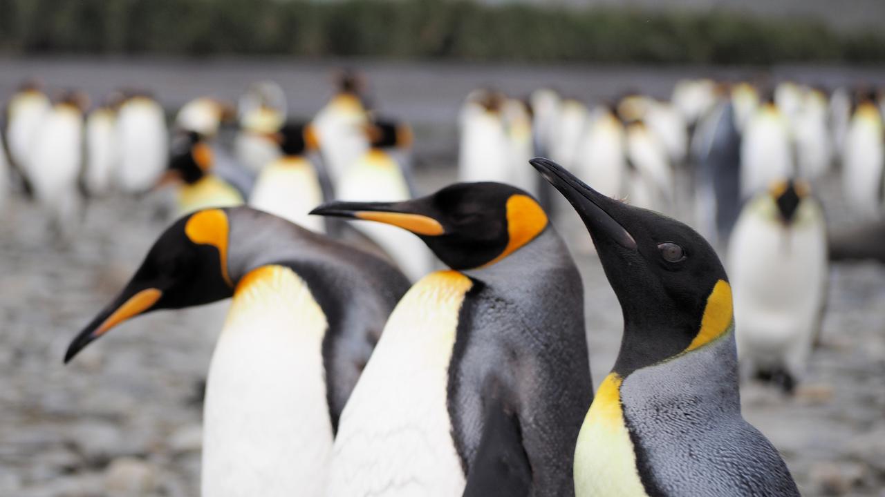 King penguins on South Georgia Island, Antarctica. Picture: istock