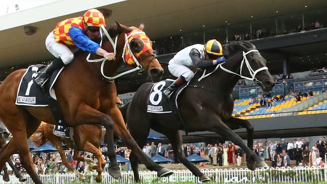 Unusual Legacy (white) is sweating on a Metropolitan start. Picture: Jeremy Ng/Getty Images