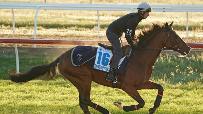 Raymond Tusk gallops during a trackwork session at Werribee. Picture: AAP