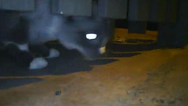 The study has shed some light on what our cats get up to when we're not around. Picture: Screengrab