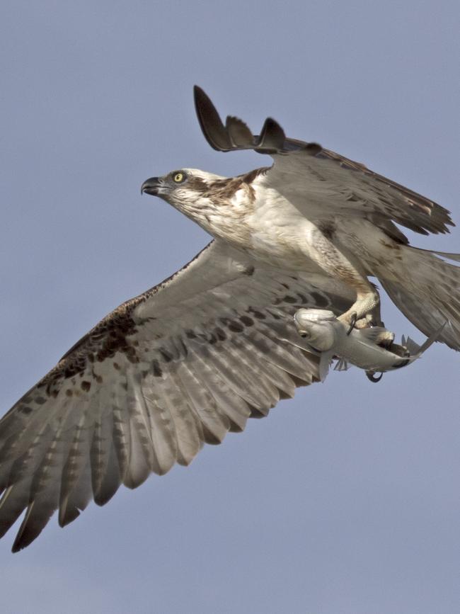 Dramatic photo of an osprey hunting fish. Picture: Arthur Roy