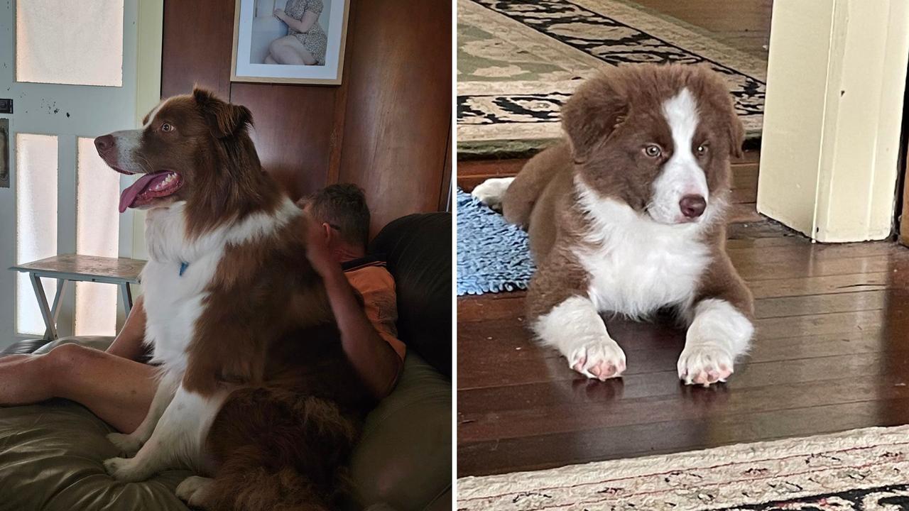 Milo: Ricky Griffin's 3 year old Border Collie
