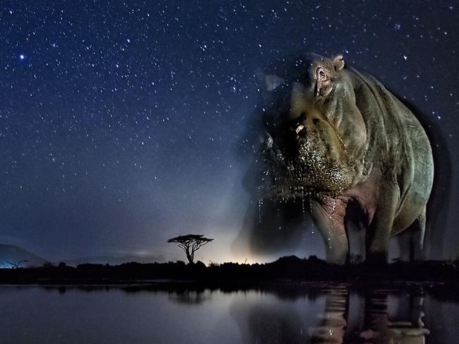 Nature - Third Prize, Stories Picture: Bence Máté Title: Now You See Me Story: These photos combine a well-known natural phenomenon: the starry sky and portraits of wild animals not visible to the naked eye. The series needed very accurate planning, research and preparation as the photos were made with remote control, and no modification was possible while capturing the photos.