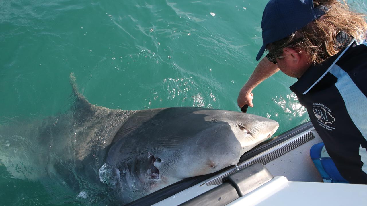 Great Barrier Reef: Shark killing helps QLD tourism says Government