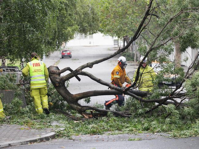 Part of a tree fell in Salamanca Place as the storm crossed the city.