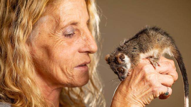 Pride of Australia nominee Michele Phillips has run a wildlife shelter in South Oakleigh for 25 years. Picture: Mark Stewart