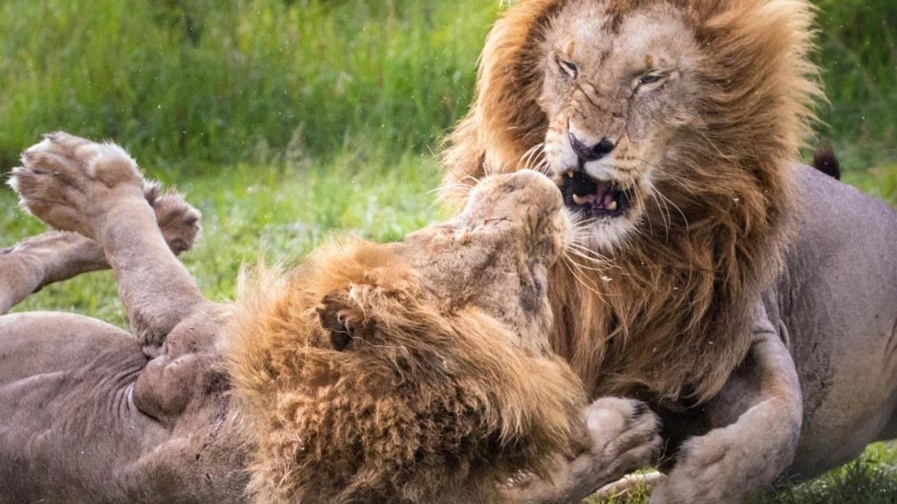 Lion fight