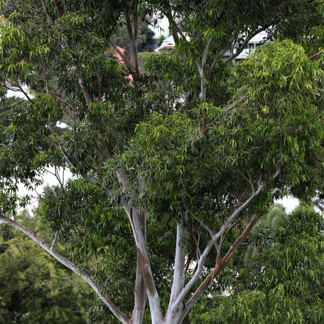 The giant gum tree at the centre of the neighbourhood stoush.. Picture: Annette Dew