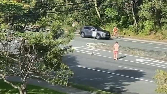 A man running on adrenaline has run in the middle of a Gold Coast Highway road to stop traffic after seeing a koala run to the road. Picture: Supplied