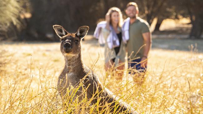 More than 300 kangaroos make their home at Sea Dragon retreat. Picture: Supplied