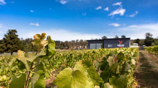 Velo Wines in the Tamar Valley, producers of pinot, cabernet and riesling.