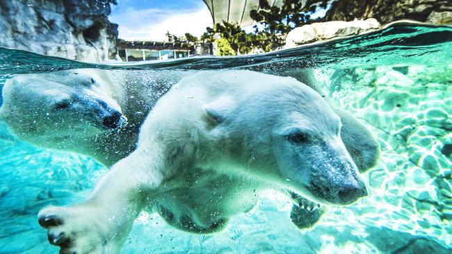 Mishka is having a great time Picture: NIGEL HALLETT